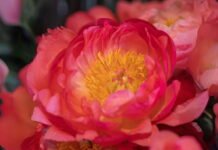 Fast And Reliable Flower Delivery Services Across Auckland